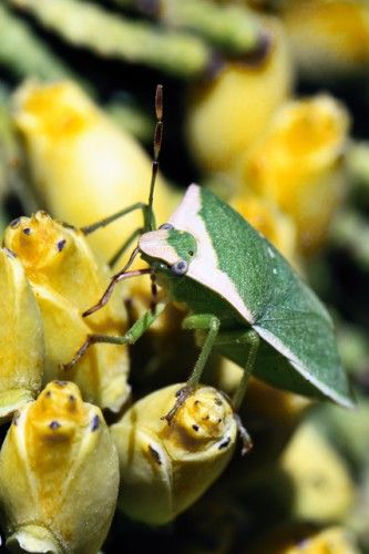 chinche Chinche verde