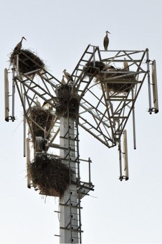 cigüeña en la torre
