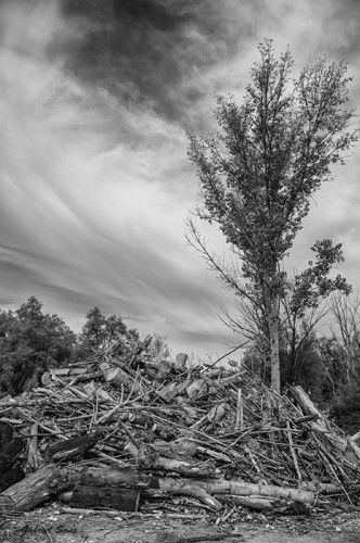 Haciendo leña del árbol