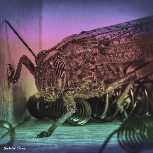 saltamontes en caja de muelles co edicion estilo psicodelia